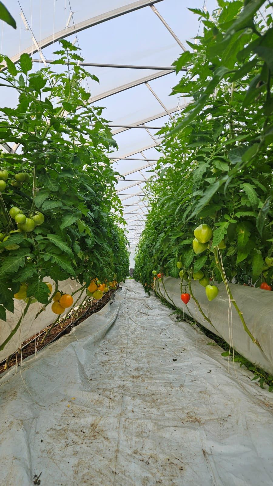 Allée de plants de tomates chargés de fruits dans la serre