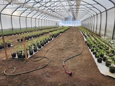 Rangées de semis dans la serre au printemps
