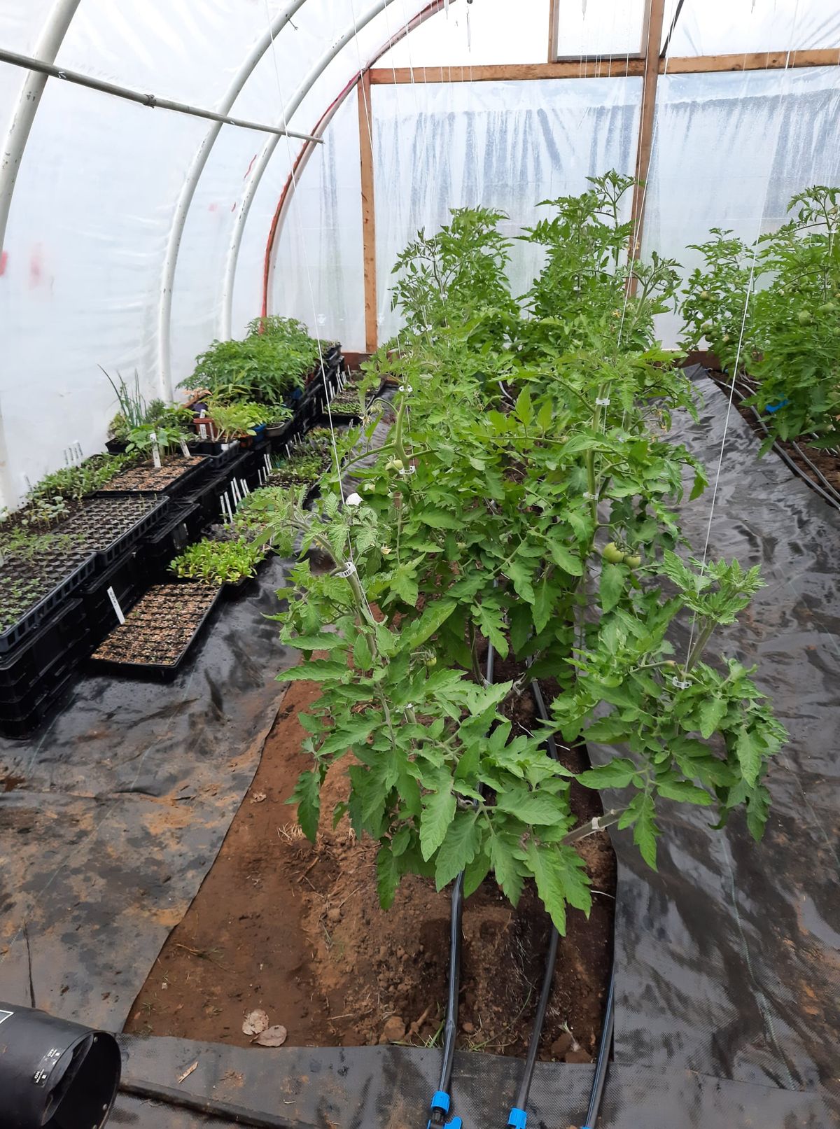 Intérieur de la première serre pilote avec semis et plants de tomates
