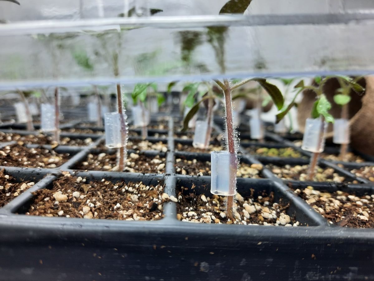 Jeunes plants de tomates greffés avec leurs clips de greffe