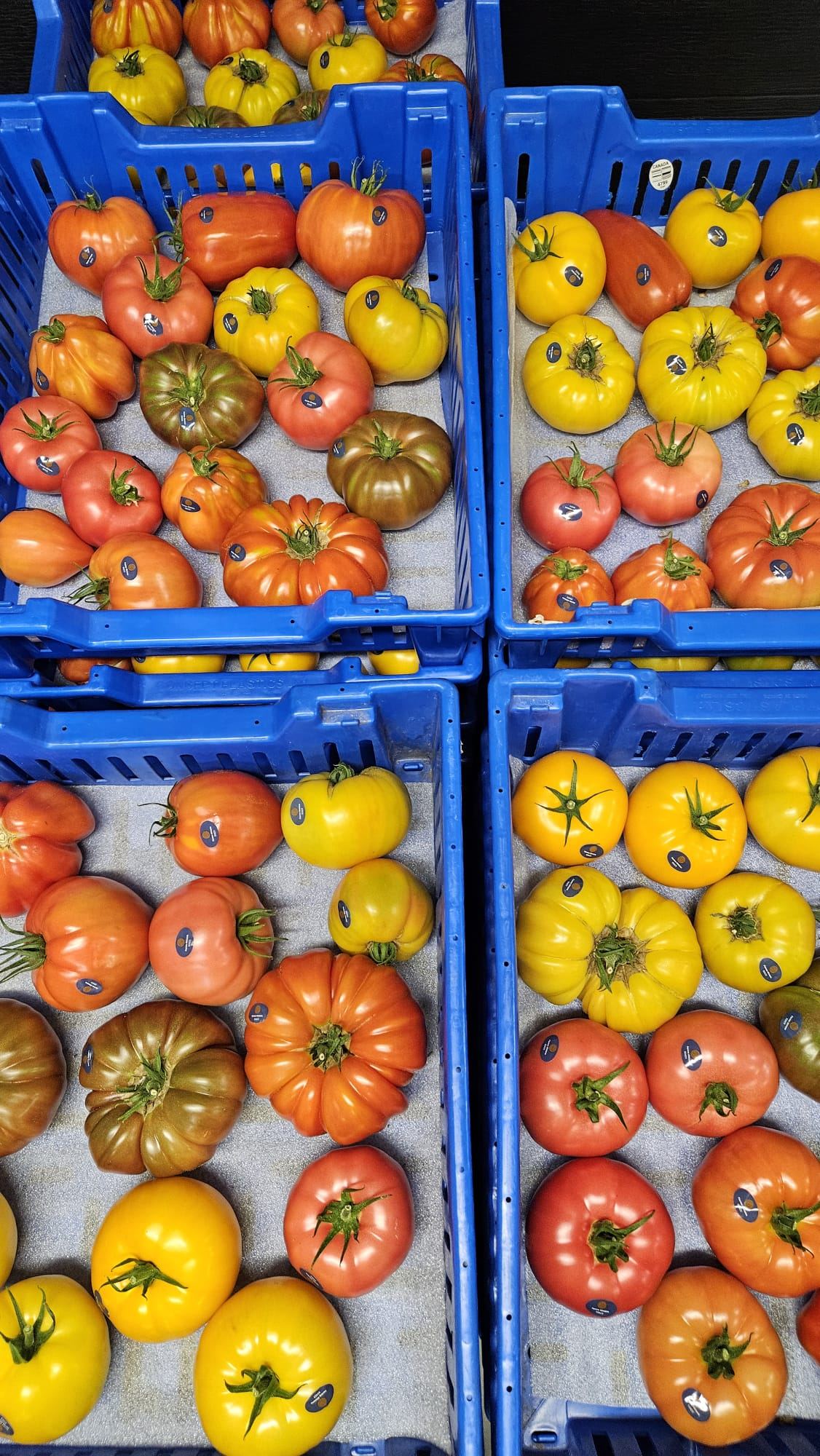Bacs remplis de tomates de spécialité bio multicolores