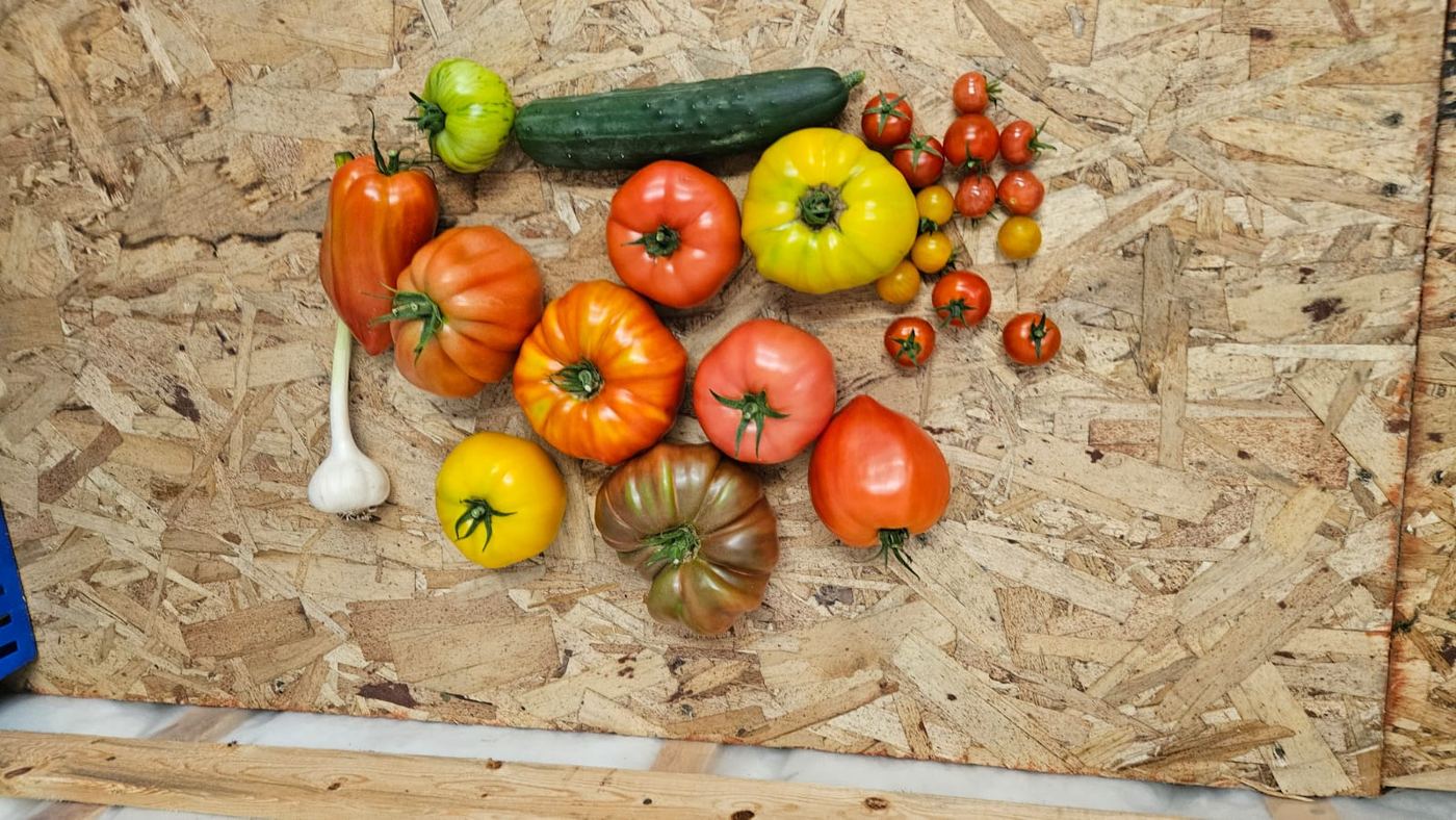 Tomates, concombre, ail et tomates cerises fraîchement récoltés