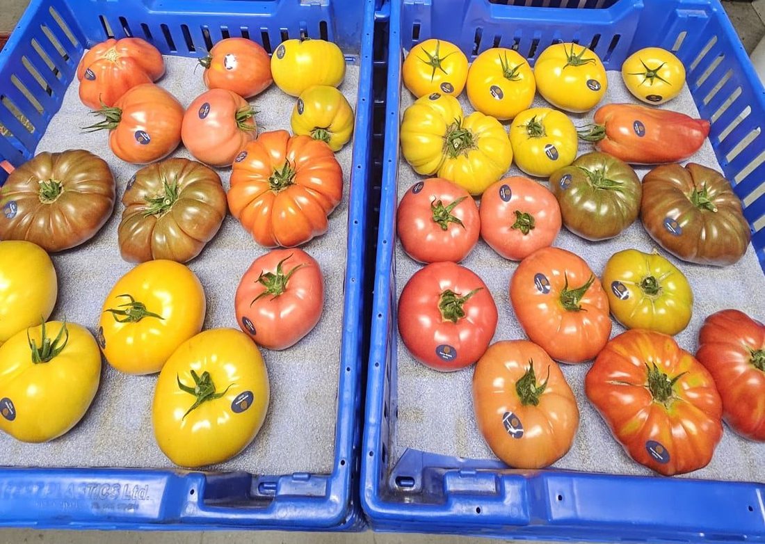 Gros plan sur des bacs de tomates de spécialité bio multicolores prêtes pour la livraison