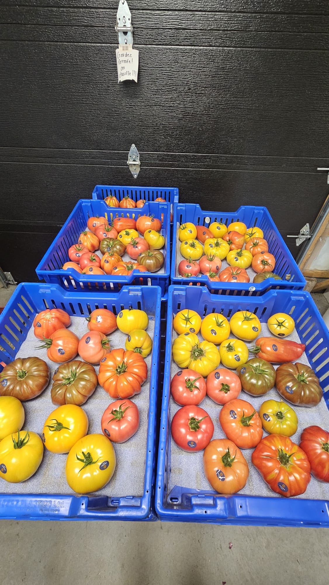 Bacs de tomates prêts pour la livraison