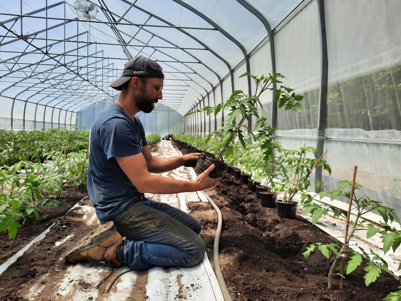 Mathieu transplante les plants de tomates de spécialité bio en serre